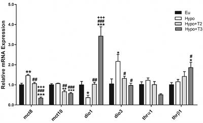 Comparative effects of 3,5-diiodo-L-thyronine and 3,5,3’-triiodo-L-thyronine on mitochondrial damage and cGAS/STING-driven inflammation in liver of hypothyroid rats